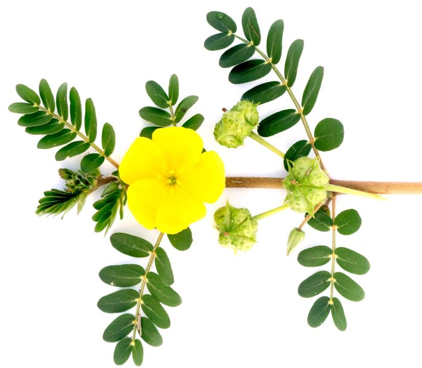 Feronex съдържа екстракт от Tribulus terrestris